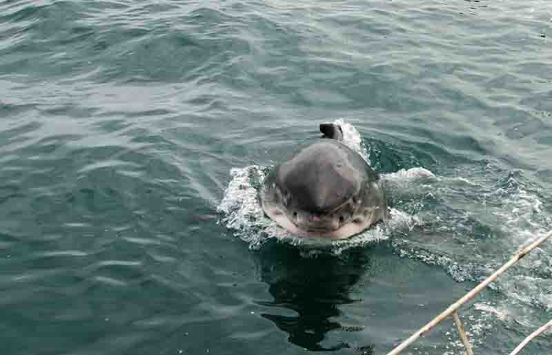 08 - Tiburon Blanco - Gansbaai - Sudafrica